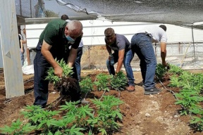 صور: ضبط مشتل مخدرات في الظاهرية جنوب الخليل