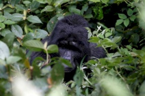 صور: ذكر غوريلا يهاجم حارسة في حديقة الحيوانات بمدريد