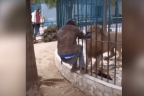 فيديو: أسد يهاجم عامل حديقة حيوان ويمسك بيده من خلف القضبان