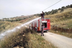 احتراق 1000 شجرة زيتون في جنين