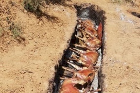 شاهد.. حفل شواء ضخم للقاعدة في مثلث الموت بمالي