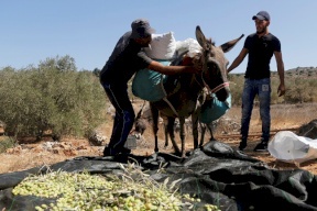 الأردن: اتحاد المزارعين يرفض تصدير الزيتون إلى إسرائيل