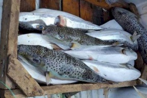 أسماك سامة في قطاع غزة!