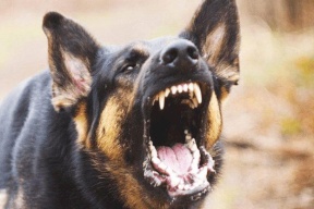 مأساة في مصر.. كلب ضال يتسلل لمنزل ويقتل رضيعاً ويصيب أمه