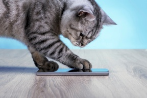 "مياو توك" تطبيق يترجم مواء القطط!