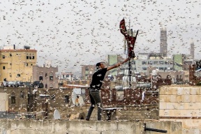 "غزو مرعب"... أسراب هائلة من الجراد تهاجم السعودية "فيديو"