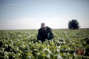 بمبلغ 900 ألف يورو.. "أوروبا" تدعم مزارعي غزة المتضررين من إسرائيل