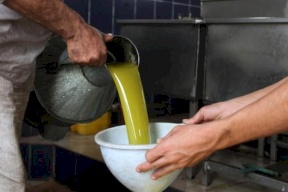 لأول مرة.. غزة تصدر زيت زيتون إلى دول خليجية