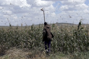 بعد عام مليء بالكورونا- هل ستُنهي فلسطين 2020 بموجة جراد؟