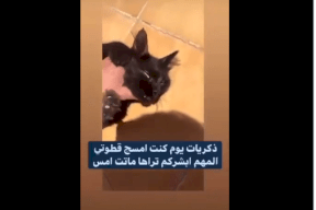 مازن المتحرش بالقطط.. شاهد ما فعله سعودي مع قطته حتى ماتت!