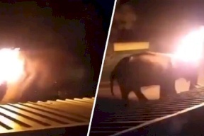 فيديو: احتراق فيل يبلغ من العمر 40 عاما يثير غضبا في الهند