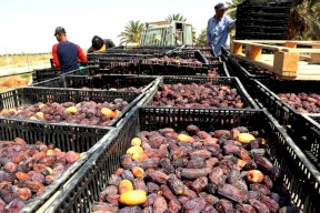 بعد رفع تركيا حصة استيراد تمور فلسطين- هل سيرتفع سعرها محلياً؟
