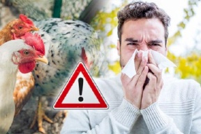 إنفلونزا الطيور تجتاج محمية طبيعية في موريتانيا .. هل ستعود مجددا؟