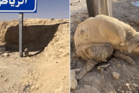 شاهد - اغتصاب كلب في الرياض وتعذيبه يفجر غضب السعوديين!