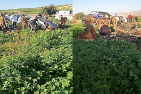 شهيد وجرحى بعد دهس مستوطن مجموعة شبان قرب طوباس