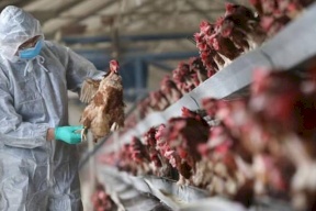 الصحة العالمية تكشف مدى خطورة تفشي إنفلونزا الطيور بين البشر
