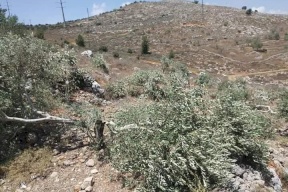 مستوطنون يقطعون 15 شجرة زيتون جنوب بيت لحم