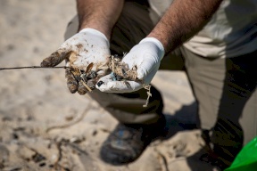إسرائيل تتراجع: لا يمكن إثبات أن حادثة "القطران" عمل إرهابي