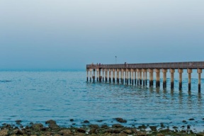 ظاهرة خطيرة تؤدي إلى اختناق الأسماك بشواطئ الكويت