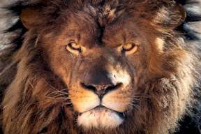 أسد يفترس مواطنا سعوديا في الرياض كان يريبيه في منزله