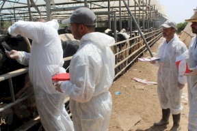"الزراعة" في غزة تناشد: كارثة كبيرة بدأت!