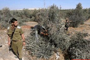 نابلس: مستوطنون يقتلعون 84 شجرة مثمرة ويدمرون خط وخزانات مياه في قريوت
