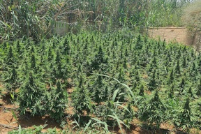 الشرطة تضبط مشتلا ضخما للمخدرات في أريحا