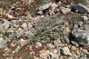 مستوطنون يتلفون 140 شتلة زيتون جنوب بيت لحم
