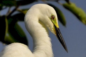 مالك الحزين يأكل جرذا ضخما بقضمة واحدة (شاهد بالفيديو)