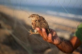 غزة.. حظر صيد طيور السمان المهددة بالانقراض