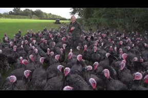 ديك رومي ينقر مراسلة تلفزيونية ويثير موجه من الضحك (فيديو)