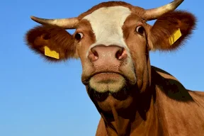 بقرة تبهر متابعي وسائل التواصل وتجاوب سائقا أضاع طريقه (فيديو)