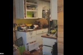 بالفيديو: دب "جريء" يقتحم منزلا ووجبة تغريه لزيارة المطبخ