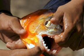  صياد برازيلي قفز في بحيرة هربا من النحل فغرق وافترسته أسماك الضاري