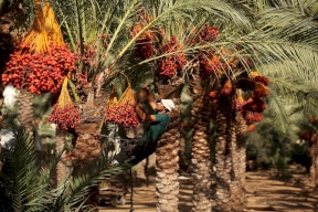 ملف "تسويق تمور المستوطنات" .. صدى نيوز تكشف معلومات جديدة!