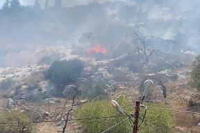 مستوطنون يحرقون 50 شجرة زيتون وينصبون منزلين متنقلين شمال الخليل