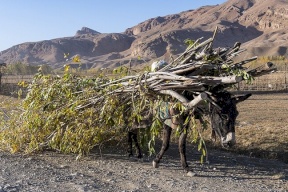 ما سبب منع طالبان استخدام المنشار الكهربائي في قطع الأشجار؟