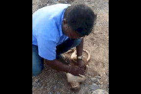 فيديو مؤثر لرجل ينقذ قرداً أصيب بسكتة قلبية بعد عضة كلاب ضالة! (شاهد)