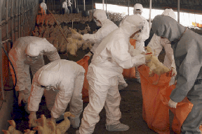 كوريا الجنوبية تسجل حالة إصابة إضافية بإنفلونزا الطيور شديدة الخطورة