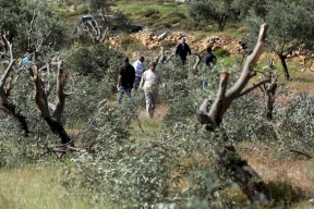 مستوطنون يقطعون أشجار زيتون في قرية قريوت