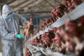 إنفلونزا الطيور بإسرائيل: تقديرات بإتلاف عشرات الملايين من البيض و600 ألف دجاجة!