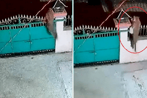 رعب في مدينة هندية.. نمر يتجول بين البيوت وهذا ما فعله بكلب حراسة! (فيديو)