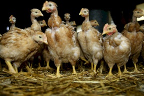 إسرائيل تعلن السيطرة على تفشي انفلونزا الطيور