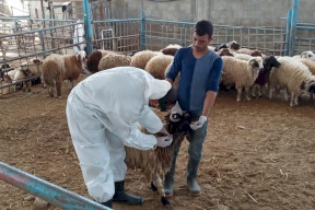الزراعة تدعو مربي المواشي لاتخاذ تدابير بسبب مرض فيروس معدي