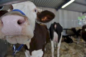 بسبب الحمى القلاعية: روسيا تحظر استيراد بعض المنتجات الفلسطينية