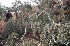 مستوطنون يقتلعون 300 شتلة زيتون في دير شرف غرب نابلس