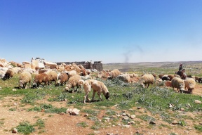 هل ستتأثر أسعار اللحوم الحمراء بعد انتشار الحمى القلاعية؟