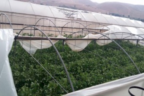 الرياح القوية تُسبب خسائر بمئات آلاف الشواقل بمزارع شرق نابلس