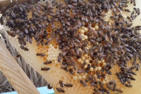 هل لإسرائيل علاقة باختفاء النحل من المغرب؟