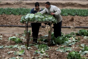 الزراعة: ارتفاع أسعار بعض الخضراوات بعد أضرار المنخفض الأخير